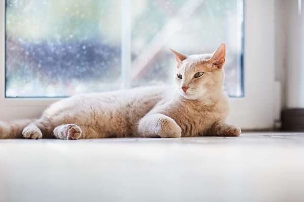 kot w domu -  jego wygoda i zdrowie z witaminami dla kota 