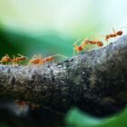 Ugryzienie czerwonej mrówki – czy jest niebezpieczne?